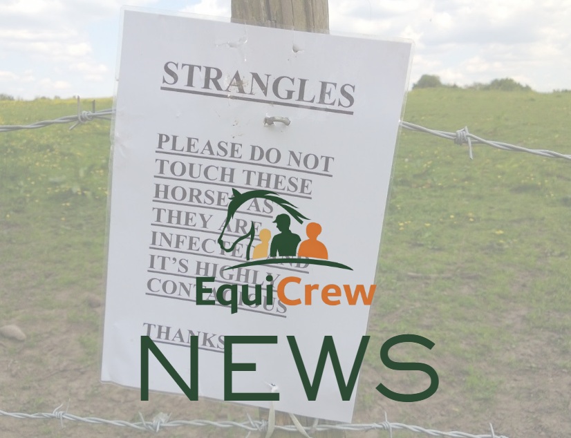New Report Reveals How Strangles Spreads Among UK Horses
