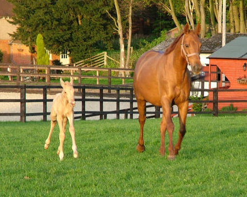 Shannon Leigh Stables: Equine Services