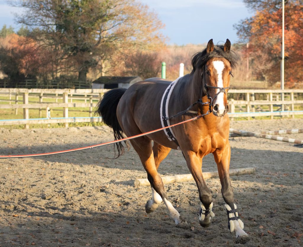 Affinity Showjumping