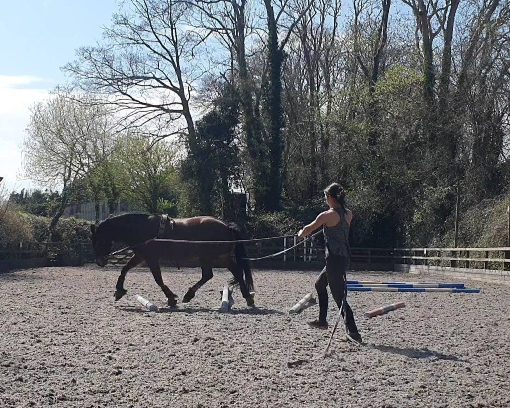 Fink (Bsc) Equestrian