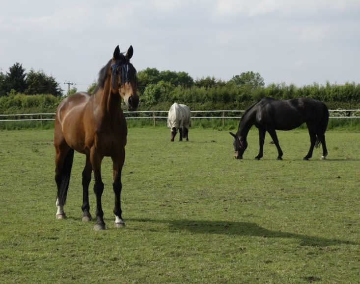 KMF Equine Services