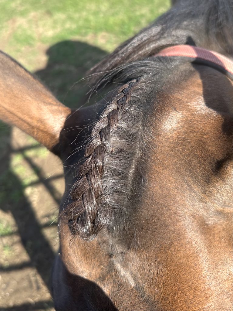 FLM Equestrian Services
